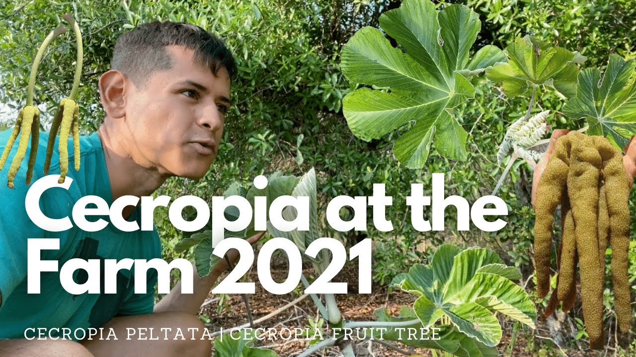 Cecropia peltata | Cecropia Farm Update February 2021
