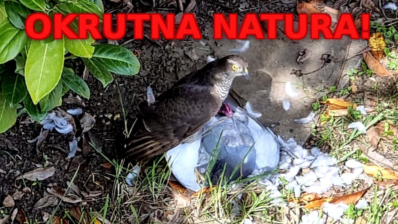 Natura Bywa Okrutna!