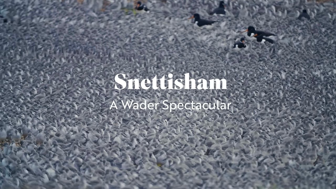 Thousands of Birds in the Air - Snettisham Spectacular October 2025.                   