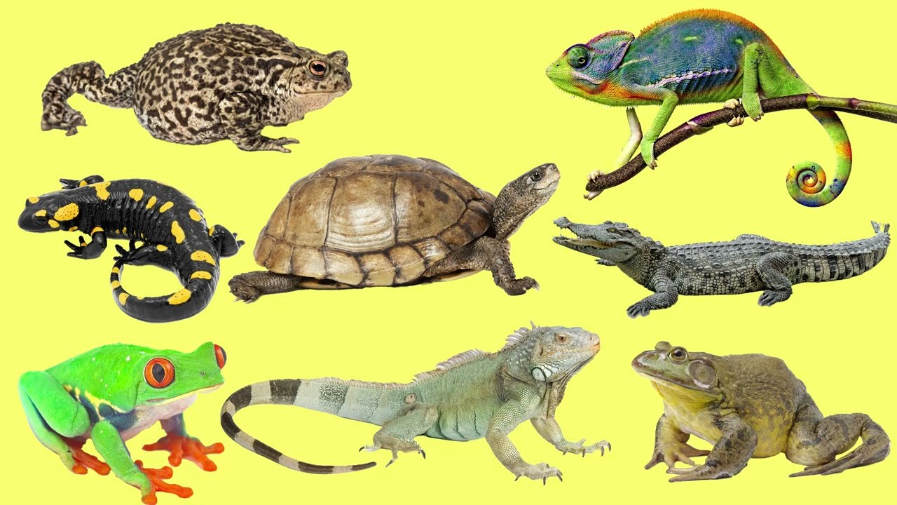 Learning Amphibians and Reptiles for Kids in English (Vocabulary and Sounds)