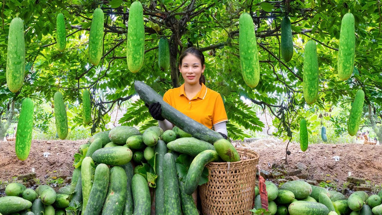 Harvesting Fresh Green Squash Goes To Market Sell - Cooking and Farming | Harvest DailyLife