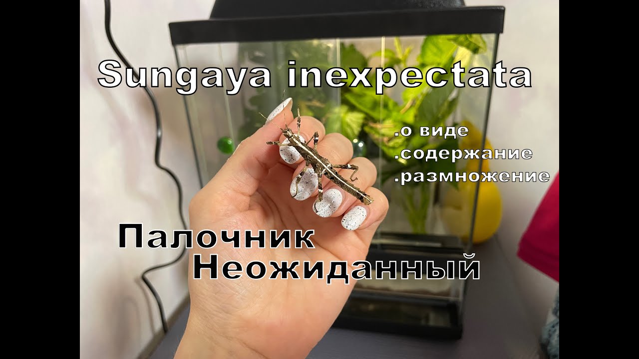 Палочник Неожиданный Sungaya inexpectata