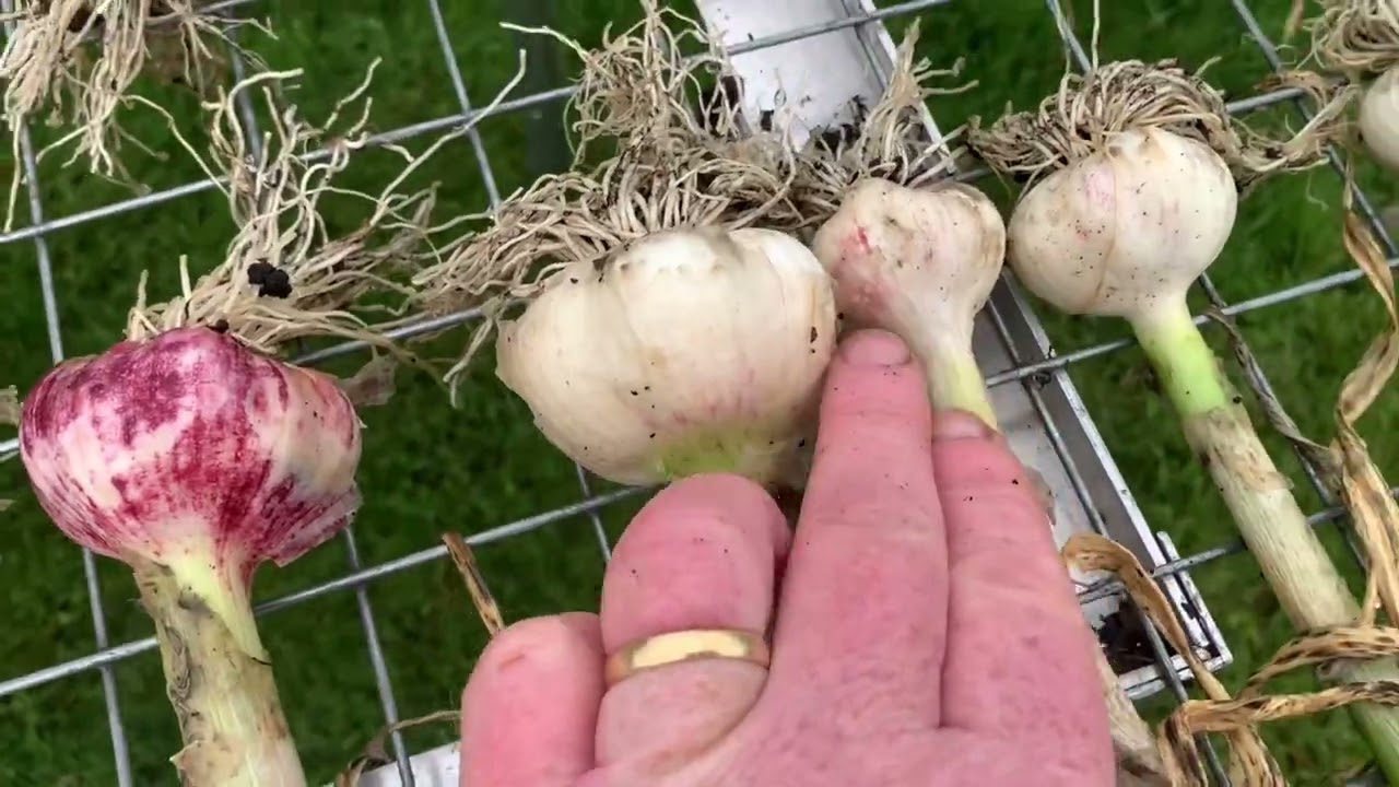 No:141 #Garlic and #Shallot #Harvest