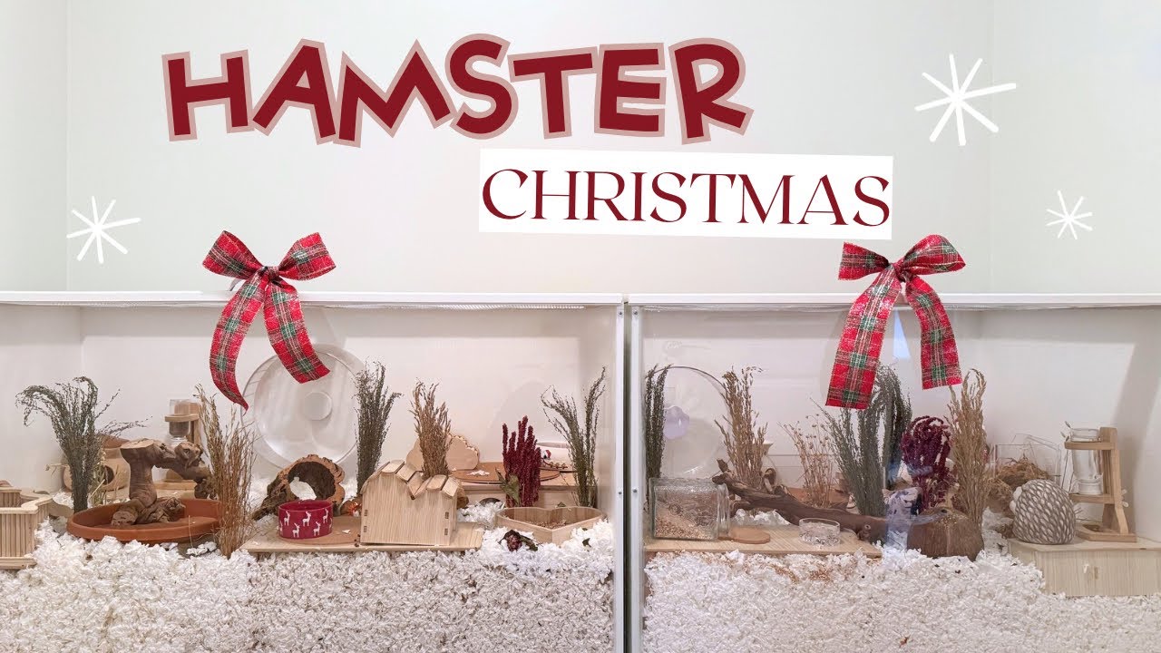 Hamster Christmas 2024 | Opening Gifts, Decorating, and Festive Treats