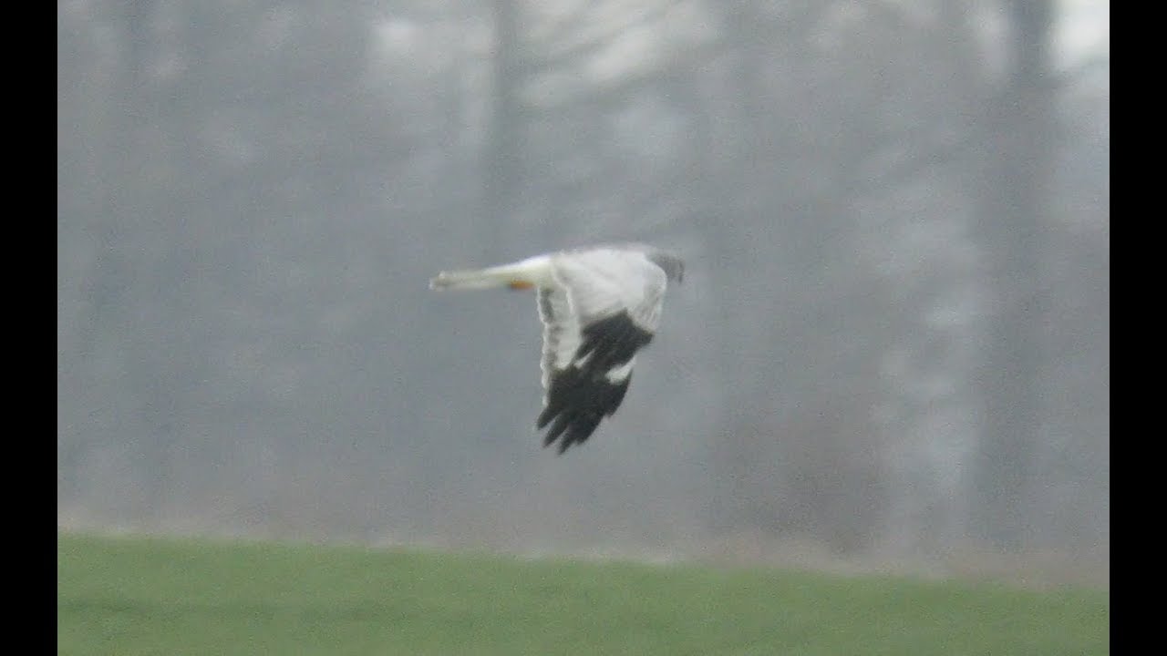 510. Mot&aacute;k pilich, Hen Harrier, Circus cyaneus, Kornweihe