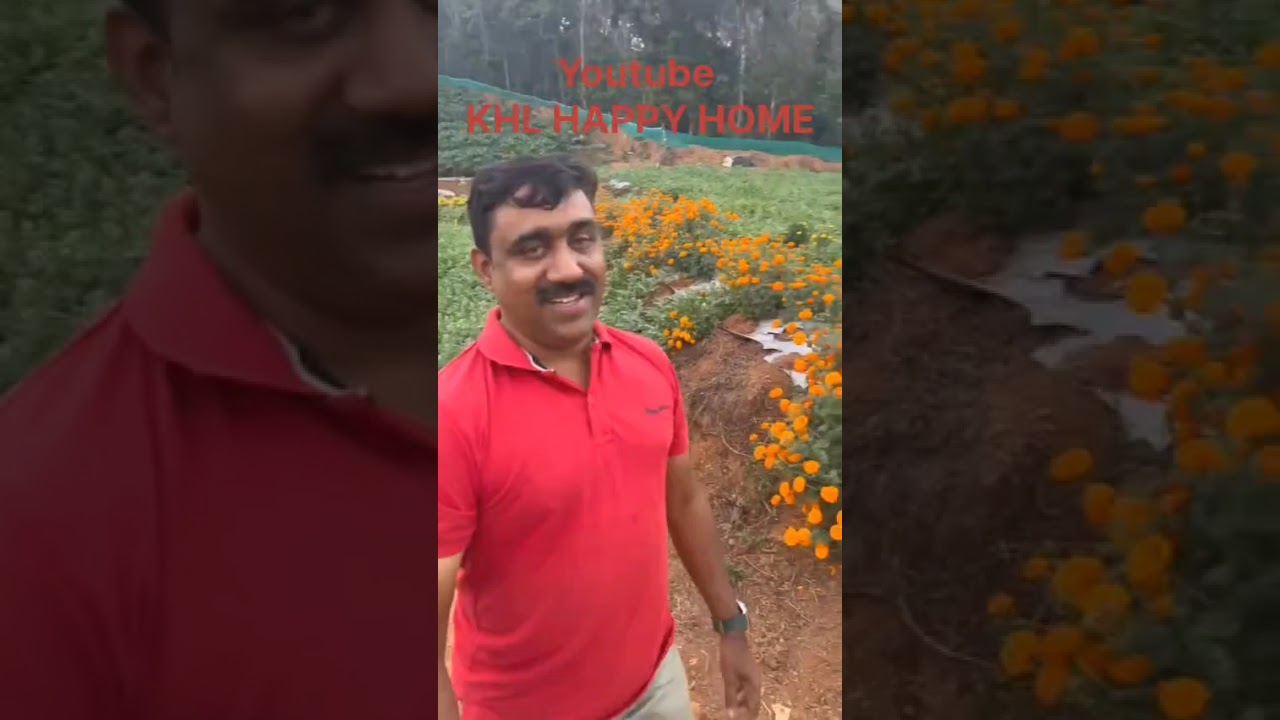 ഇരിക്കൂറിലെ വത്തക്ക തോട്ടം 