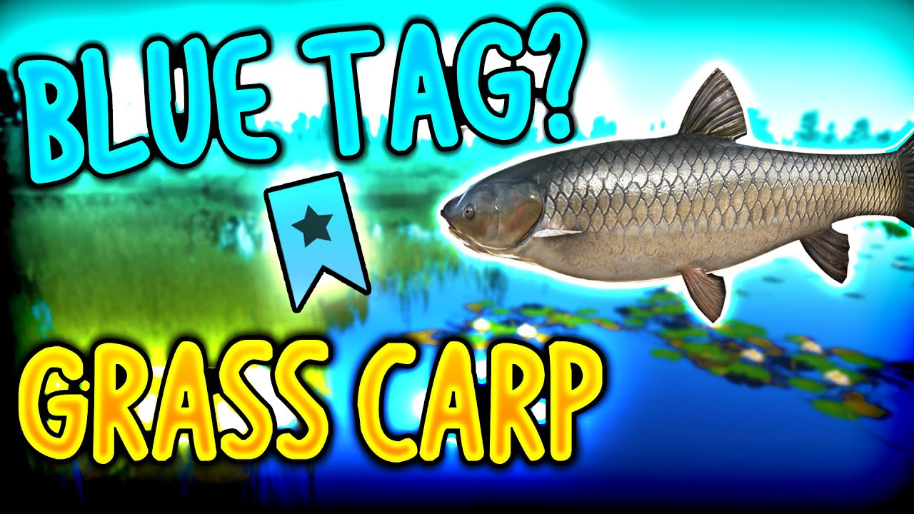 GRASS CARP BLUE TAG ON BEAR LAKE? LOV NA PLAVOG GRASSA! | Russian Fishing 4