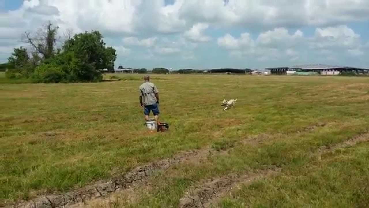 Burge's Duck Dogs - Wayne and Wigeon - July Triple