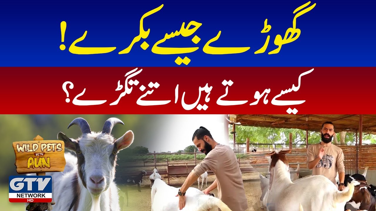 Biggest Goat Farming Place in Karachi  [Wild Pets With Aun | GTV Network HD | 20 June 2021]