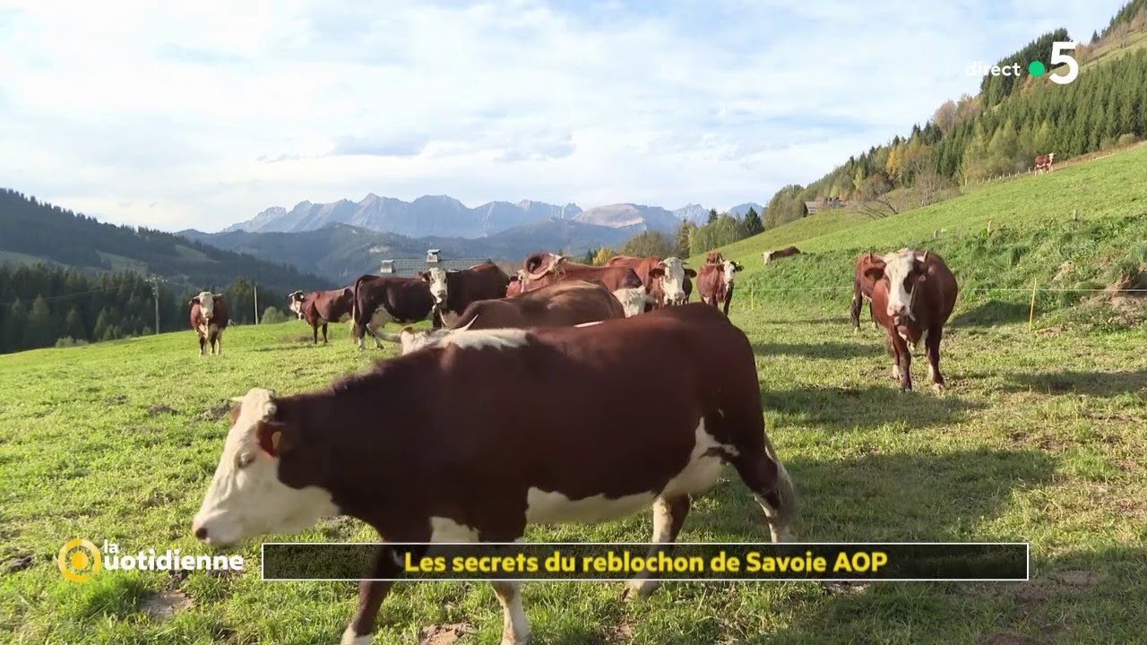Reblochon : la star de la Savoie ! - La Quotidienne