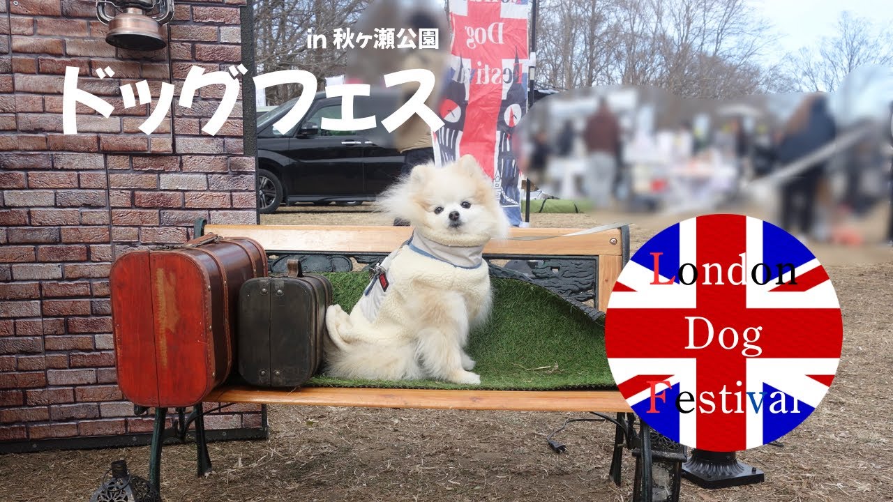 【ドッグフェス】ロンドン気分を味わえたポメラニアン