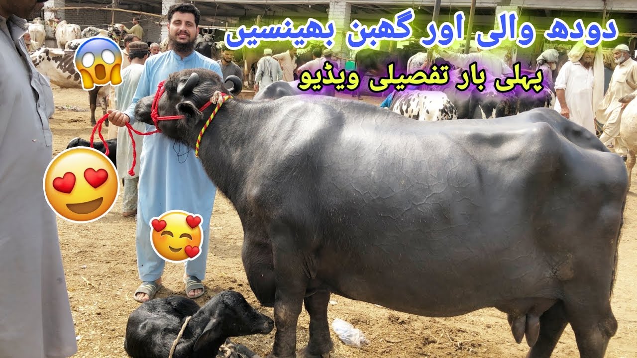 Dairy Farming Of Buffaloes 2023 | Buffaloes Dairy Faming | Dairy Farming | Izhar Ali Shah Vlogs