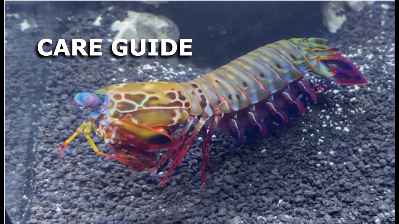 Ultimate Giant Mantis Shrimp: Beginners Care Guide