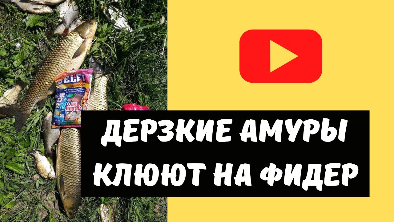 ВОТ ЭТО РЫБАЛКА! Море эмоций! Поклевки белого амура на фидер и процесс вываживания.