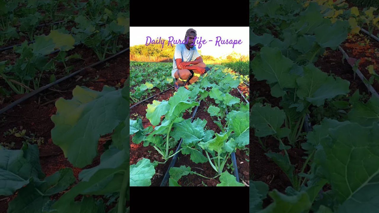 Simple Rural living #zimbabwe  #farming #offgridhome #countryliving #simplelifestyle #rurallife