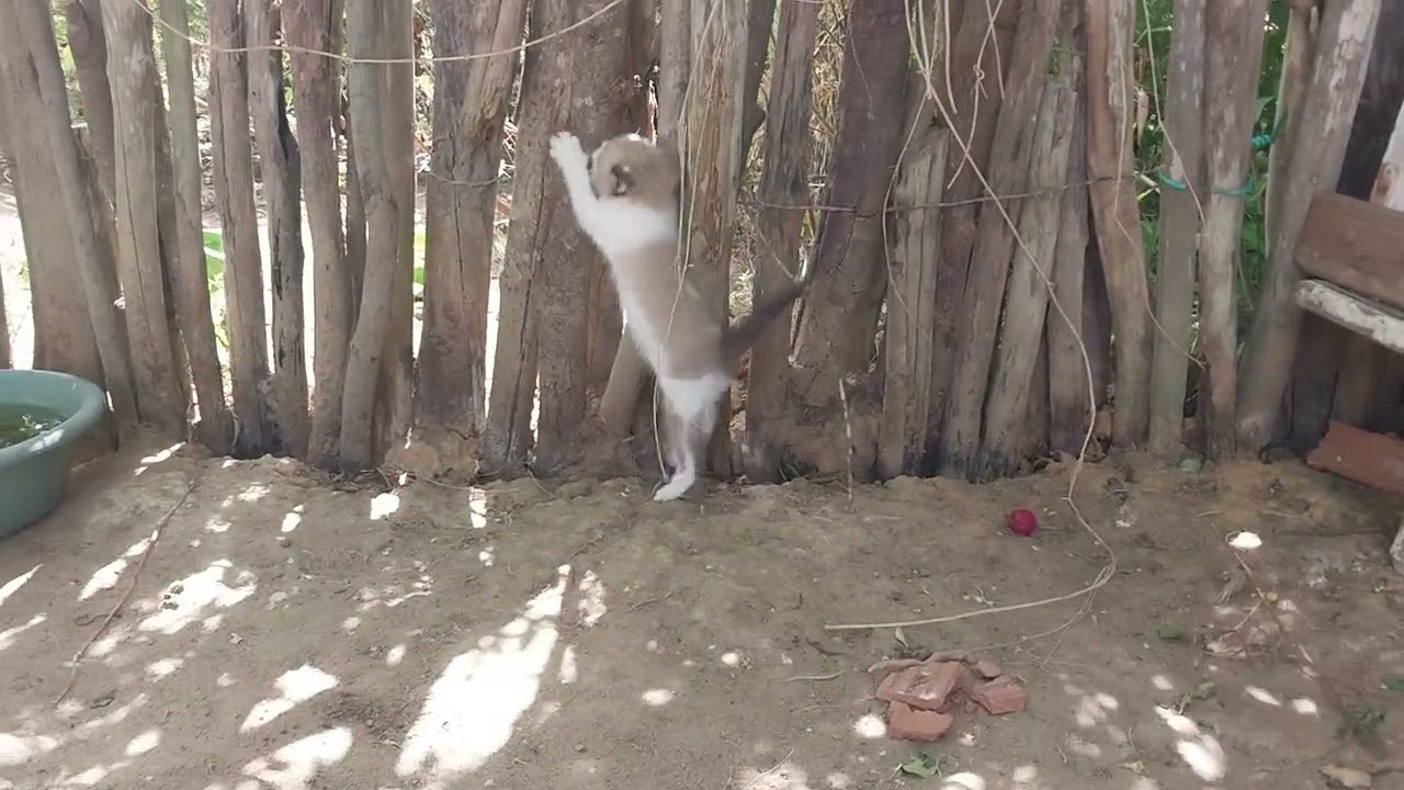 GRAVANDO OS ANIMAIS 