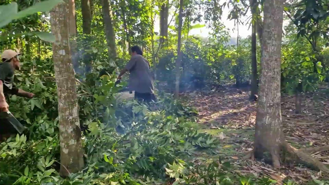 EFFORTLESS TREE BRANCH TRIMMING WITH SMART MODERN FARMING TECHNOLOGY! -agricultural tools