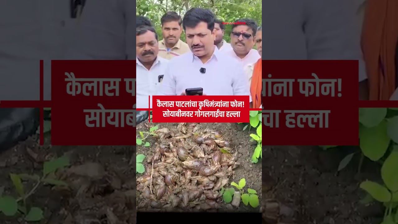 Dharashiv MLA Kailas Patil : नव्याने उगवलेल्या सोयाबीनवर गोगलगाईंचा हल्ला; शेतकरी हवालदिल!