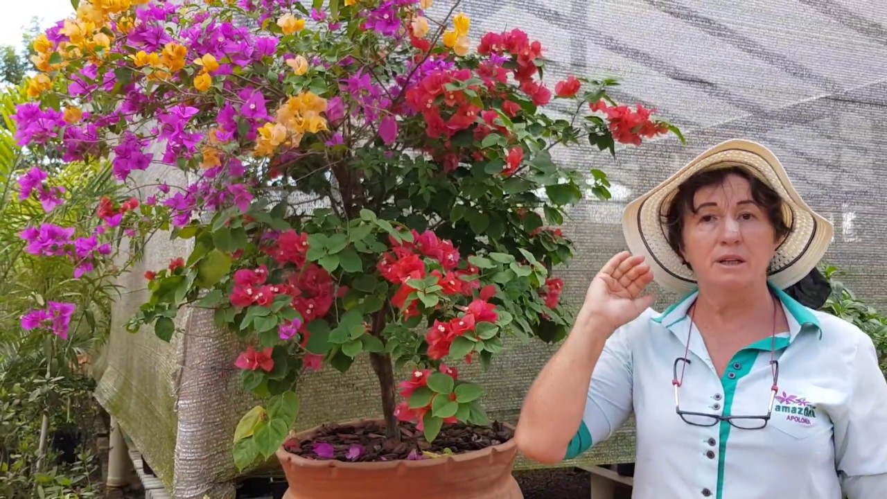 A Bougainville de três cores