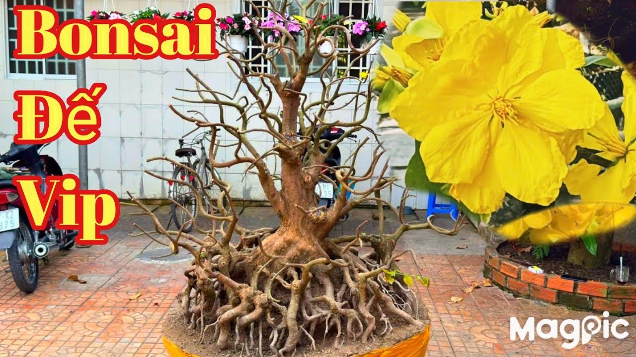 Chị Hương 👉 0913877156 Bất ngờ trước Bonsai mai vàng đế 48h sau tết tại AG