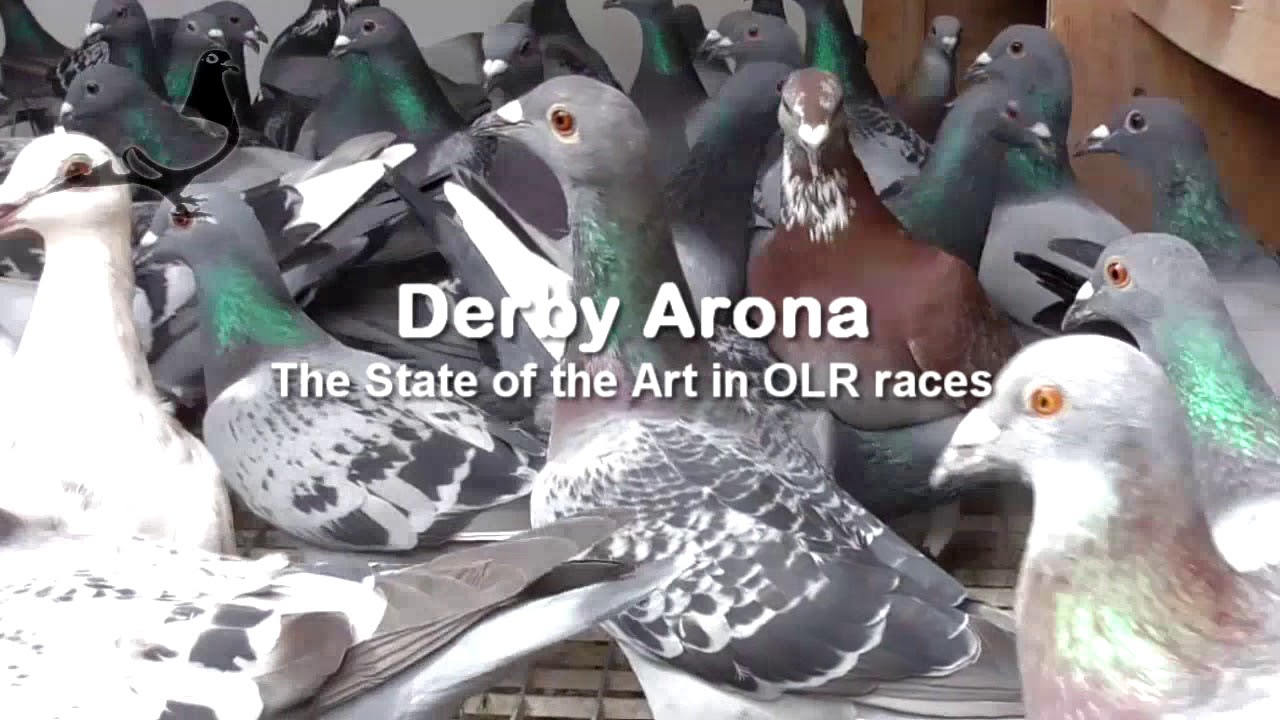 Derby ARONA - Pigeons Condition 1st December 2017 www.DERBYARONA.com