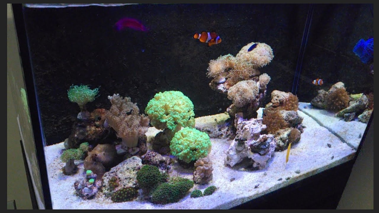 Aquário marinho 200 litros 80x50x50. 