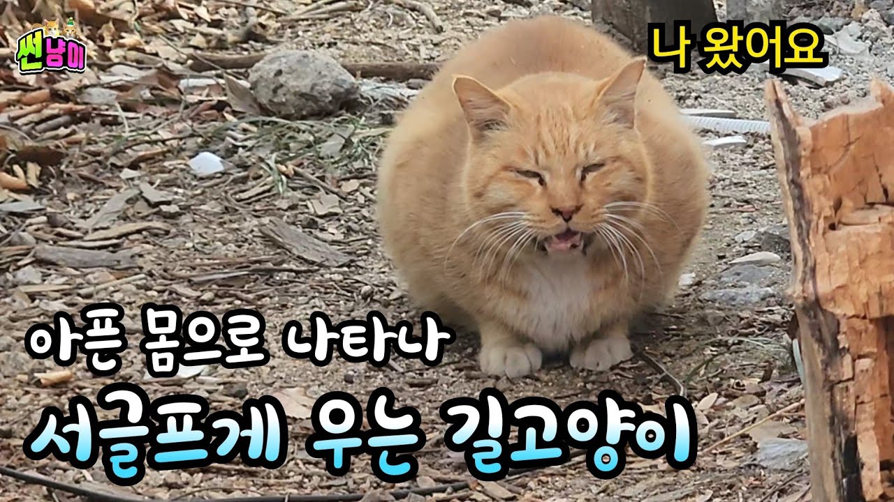 아픈 몸으로 나타나 밥 달라고 서글프게 우는 길고양이..집사가 간식 주는게 마음에 안든 고양이가 보인 행동은..