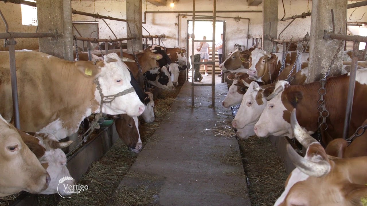 Farma krava i proizvodnja mleka u Zitistu - U nasem ataru 705