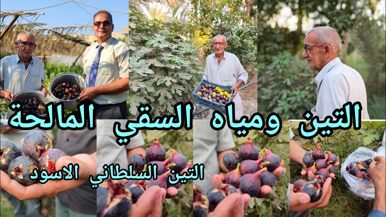 التين ومياه السقي المالحة السلطاني الاسود الفرق عن تين بني مسلم وتحمل الملوحة بين عدة أصناف من التين