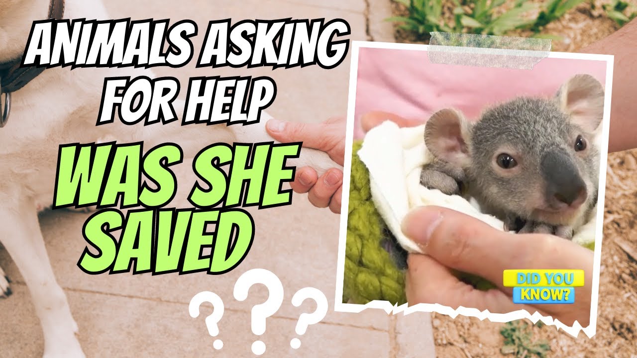 35 moment when animals asking humans for help !! Was she saved?