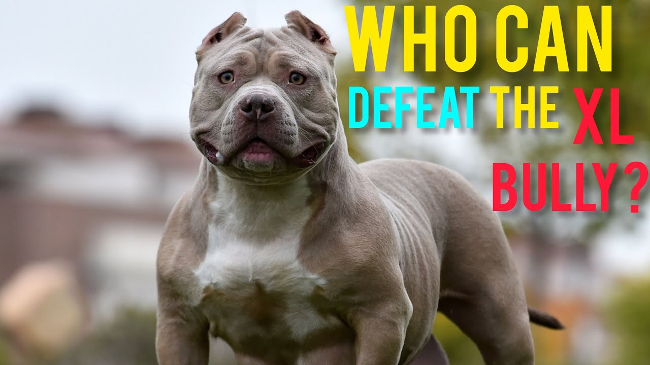 6 Dogs That Could Defeat The American Bully breed 
