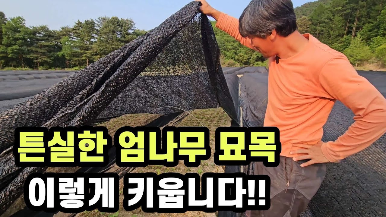 엄나무 묘목은 강원도산이 좋습니다 