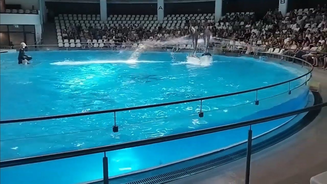Delfinariumas Klaipėda 2025-07 