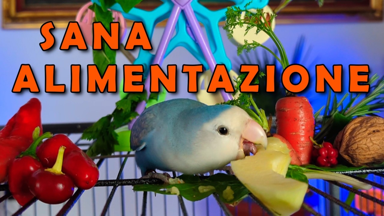 Vuoi un pappagallo sano?Ecco l'alimentazione giusta da insegnare