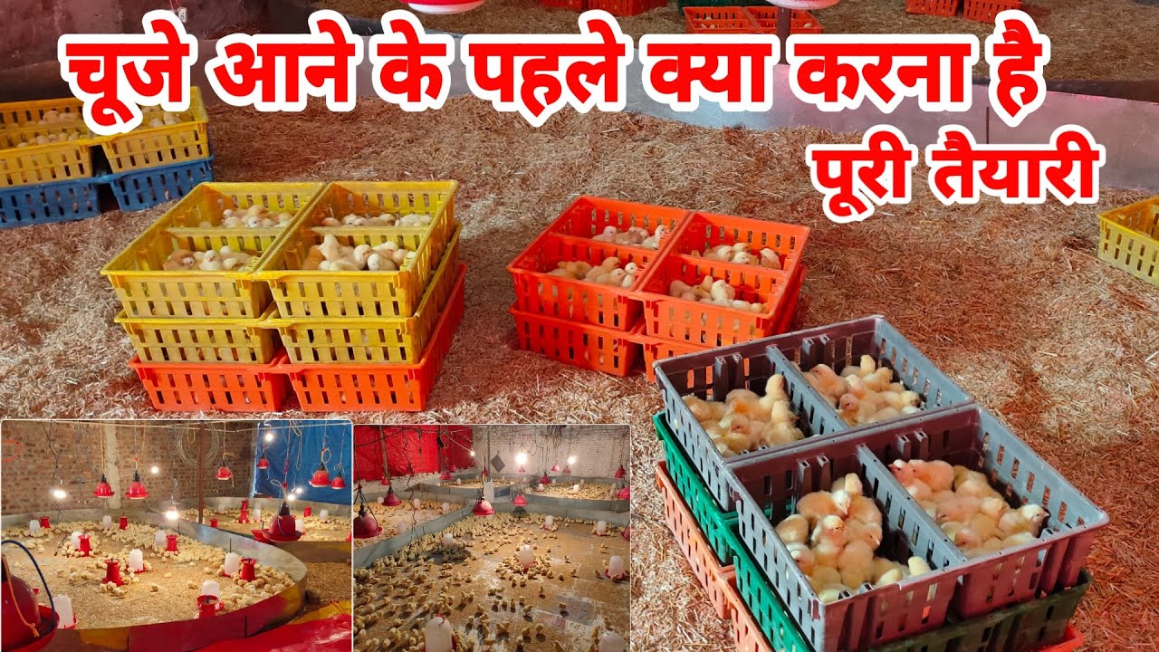 चिक्स आने के पहले क्या क्या करना होता है पूरी जानकारी | broiler poultry management
