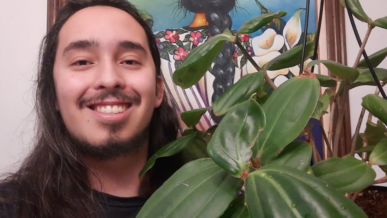 How to grow Medinilla / Malaysian Orchids (Medinilla myriantha, multiflora, magnifica and cummingii)