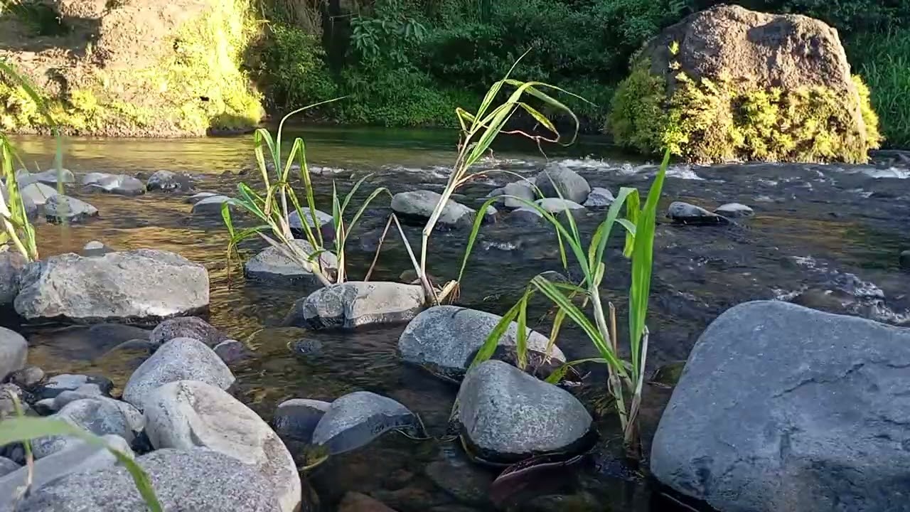 Deep Forest River in 4K – Strong Water Current Sounds for Calm & Concentration