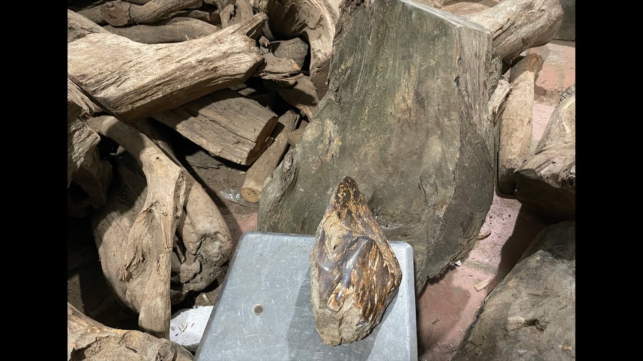 So sánh Gỗ hóa thạch và gỗ ngọc am - 0985.668.070