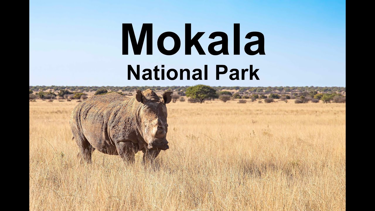 Visit and game drive in Mokala National Park