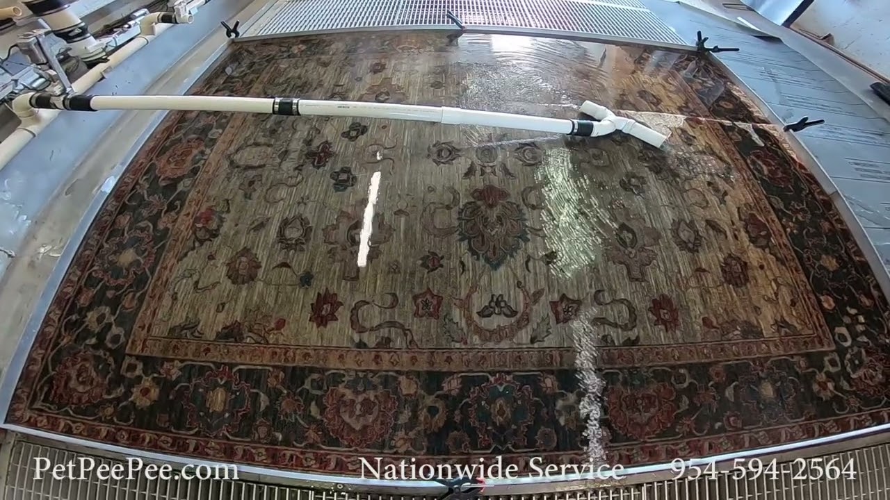 Asmr Oriental rug cleaning urine odor