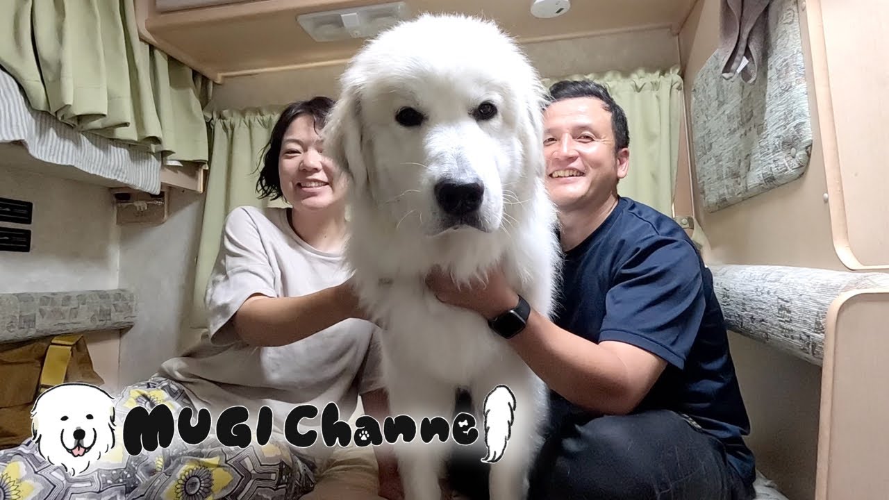 キャンピングカーで超大型犬と車中泊の旅！in鳥取編！涼しさを求め家族で大山へ♪