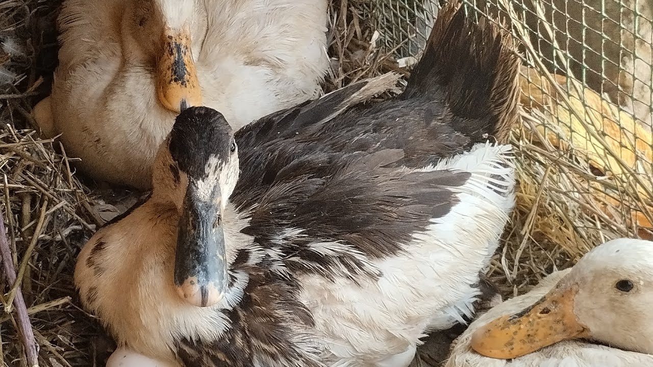Desi ducks ko kork karne ka tarika