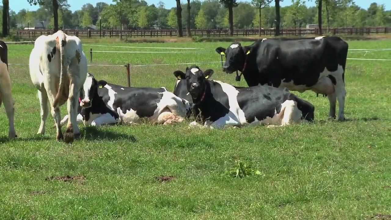 Vershuys.com Versflits: Kaasboerderij De Ruurhoeve - Brabants beste boerenkaasmaker in Hoogeloon
