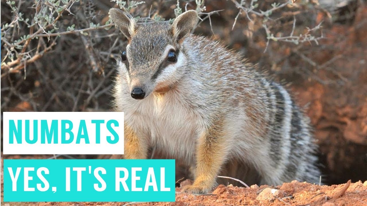 NUMBATS are shy animals compilations