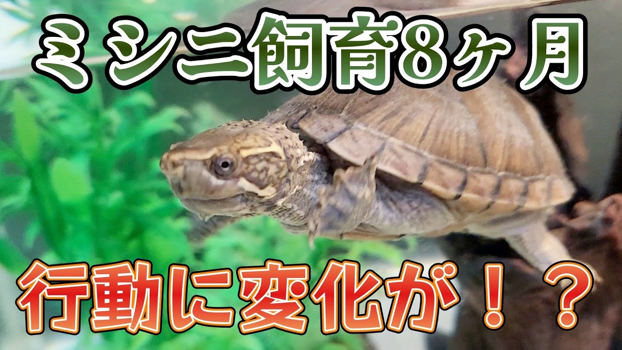 【ミシシッピニオイガメ】なにやら様子がおかしい、、、？８カ月間の飼育まとめ！身体測定、水質検査も！【亀飼育】