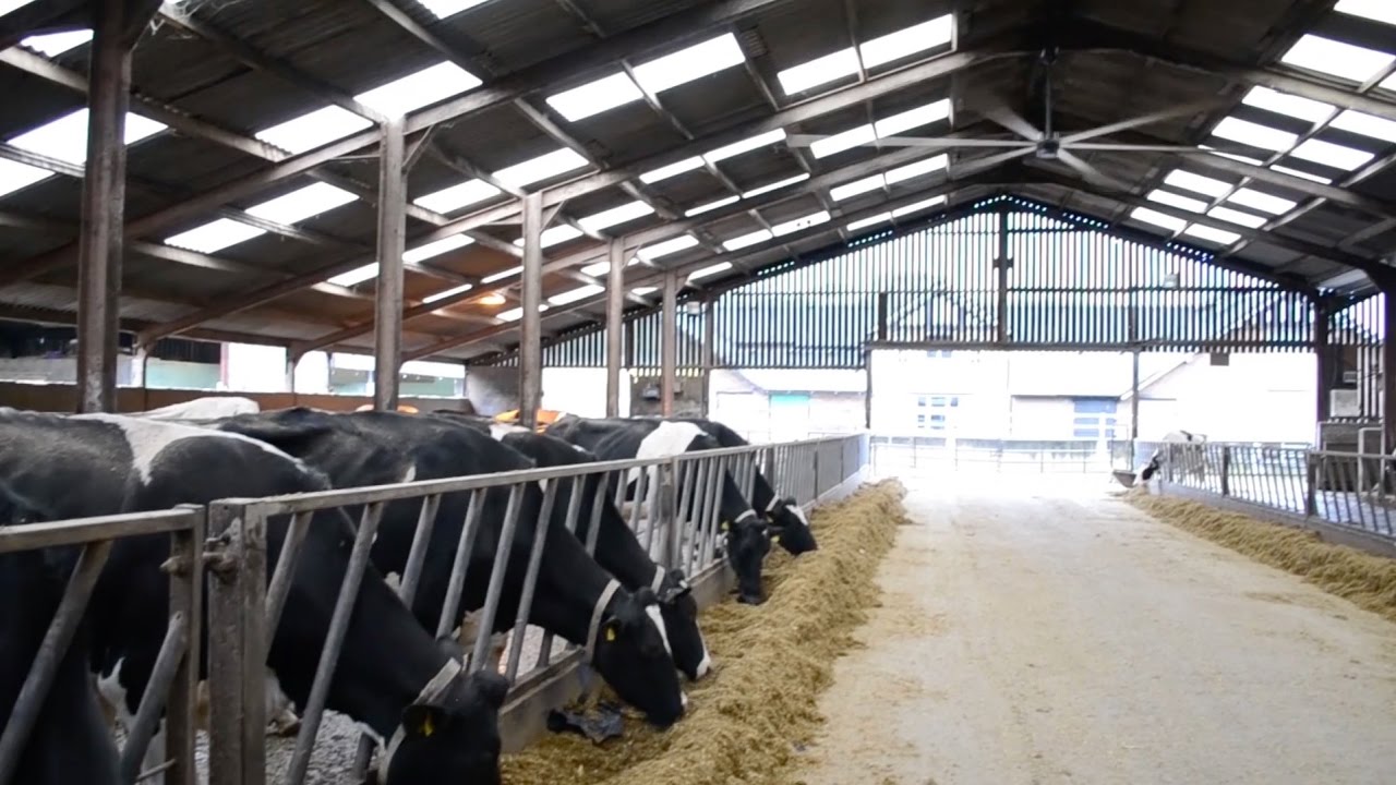 4 HVLS Fan Solutions for Dairies