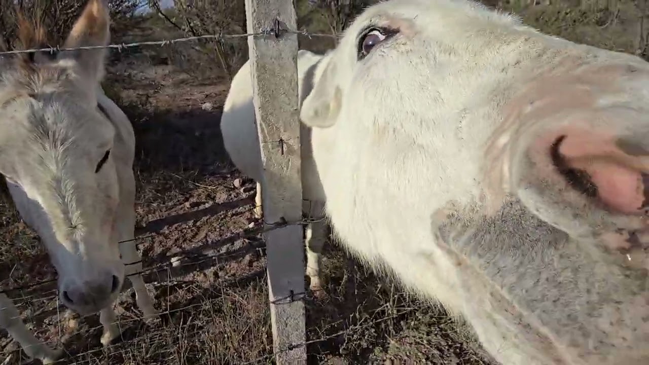 DONKEYS 