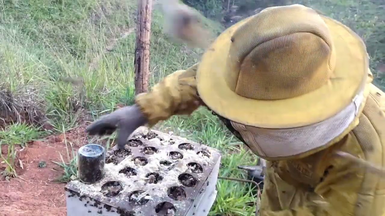 🟠Colheita de MEL NO POTE olha só que resultado top venda garantida, lucre muito e ganhe dinheiro