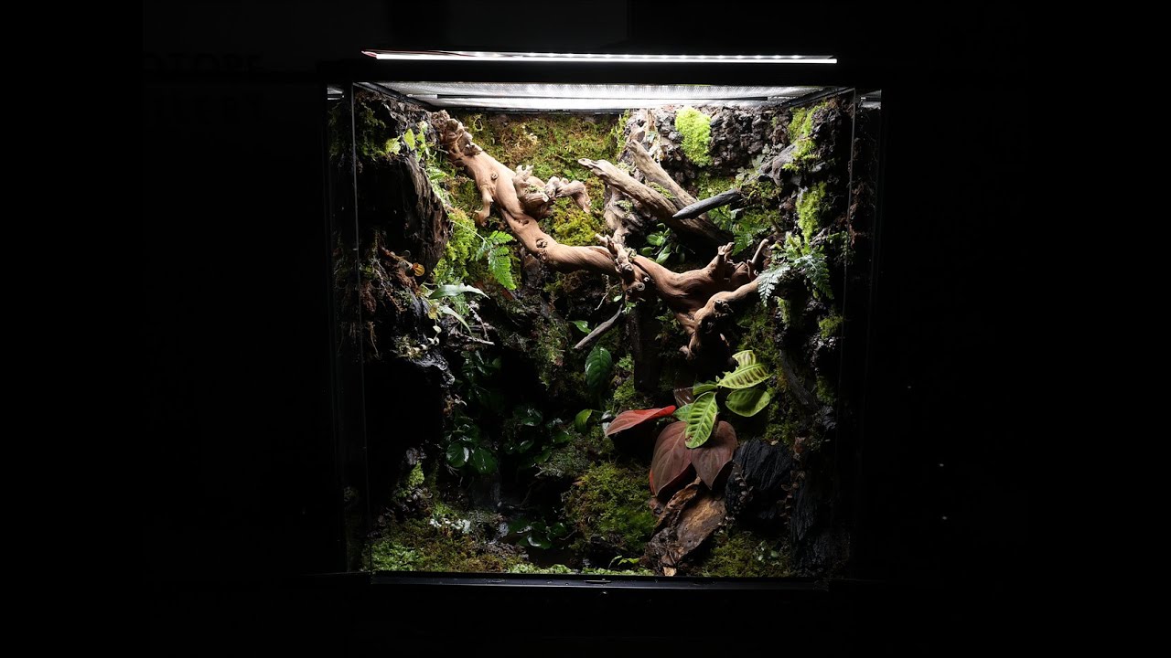 'Vine and Waterfall' Paludarium | 덩쿨과 폭포수 팔루다리움 |45*45*60 | Paludarium Class Work