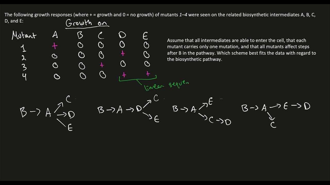 Gene Function - Find the biosynthetic pathway that best fits the One-Gene-One-Enzyme hypothesis